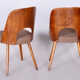 Set of Six Restored Mid-Century Modern Chairs, Beech, Czechia, 1950-1959