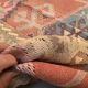 Large vintage Turkish kilim rug 190x103 cm wool kelim medium 2515