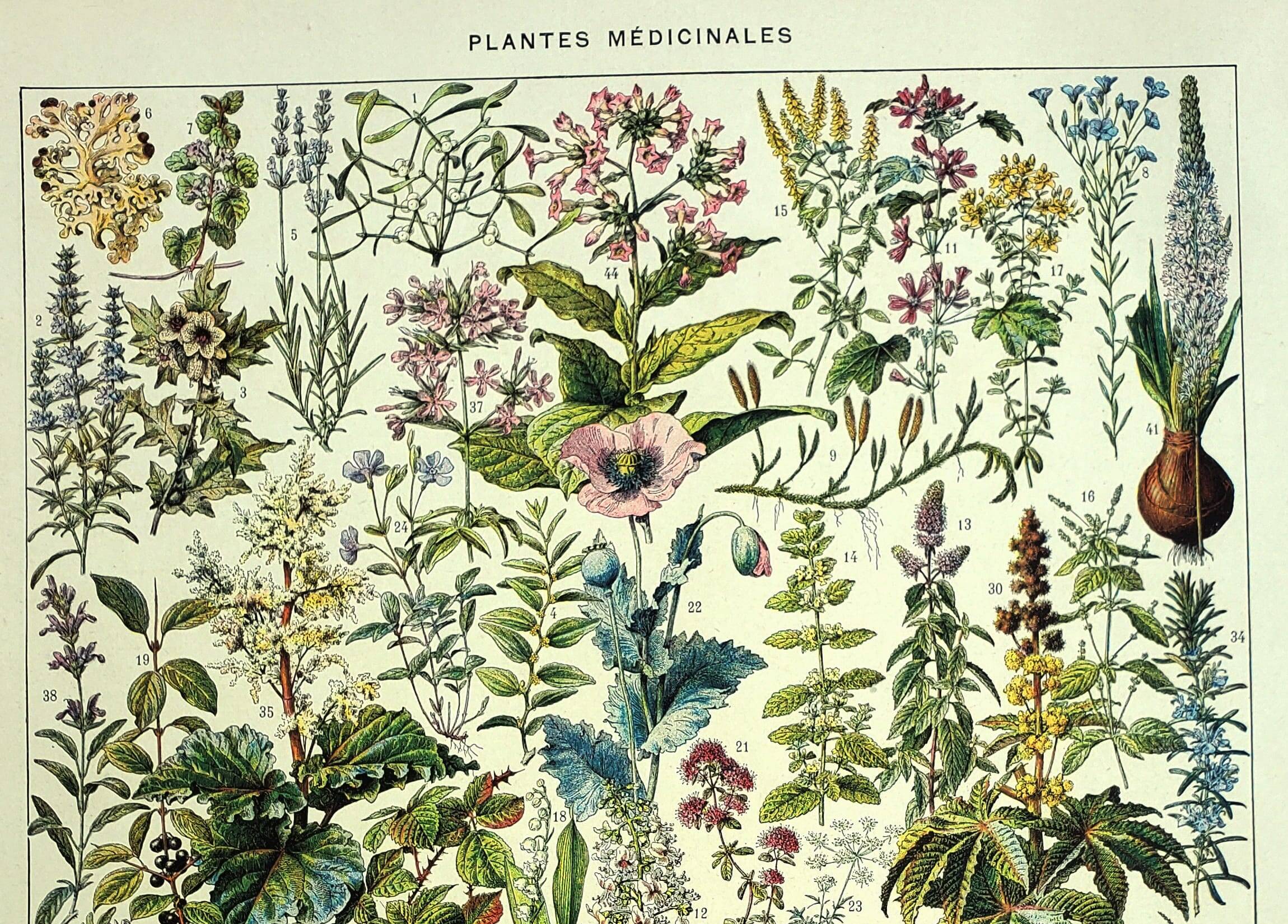 Botanical plate 1928 A. Millot - Medicinal plants 2, herbalism