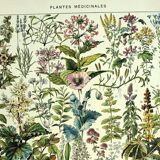 Botanical plate 1928 A. Millot - Medicinal plants 2, herbalism