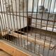 Vintage gold metal cage