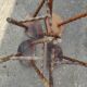 Lot 4 twisted wood tripod stools