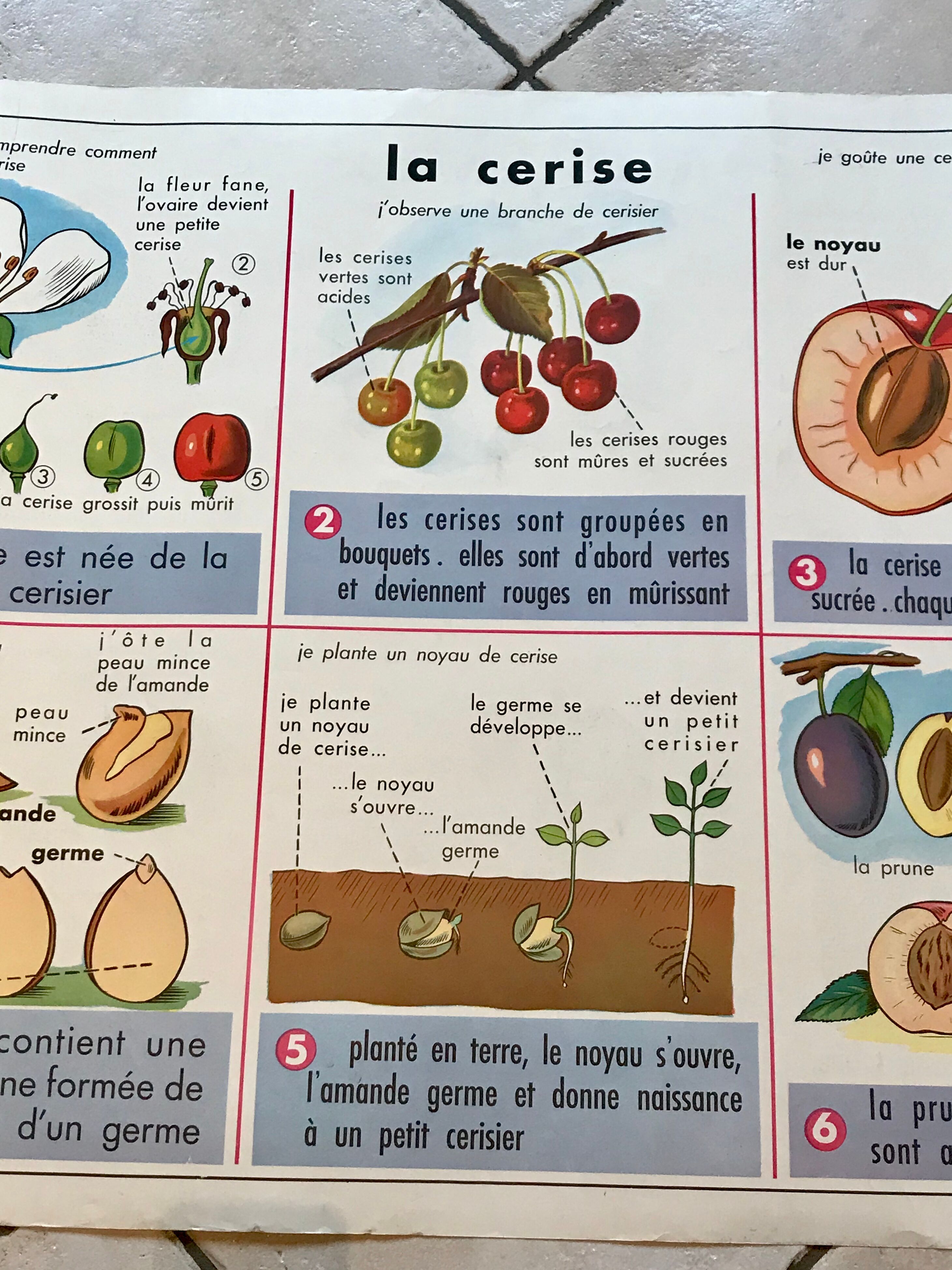 educational poster biology "The cherry" and "The poppy" 50s