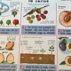 educational poster biology "The cherry" and "The poppy" 50s
