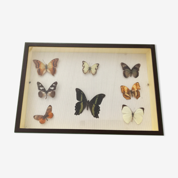 Frame box butterflies naturalized vintage