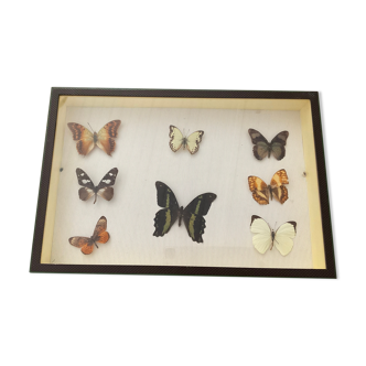 Frame box butterflies naturalized vintage