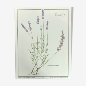 Lavender botanical plank