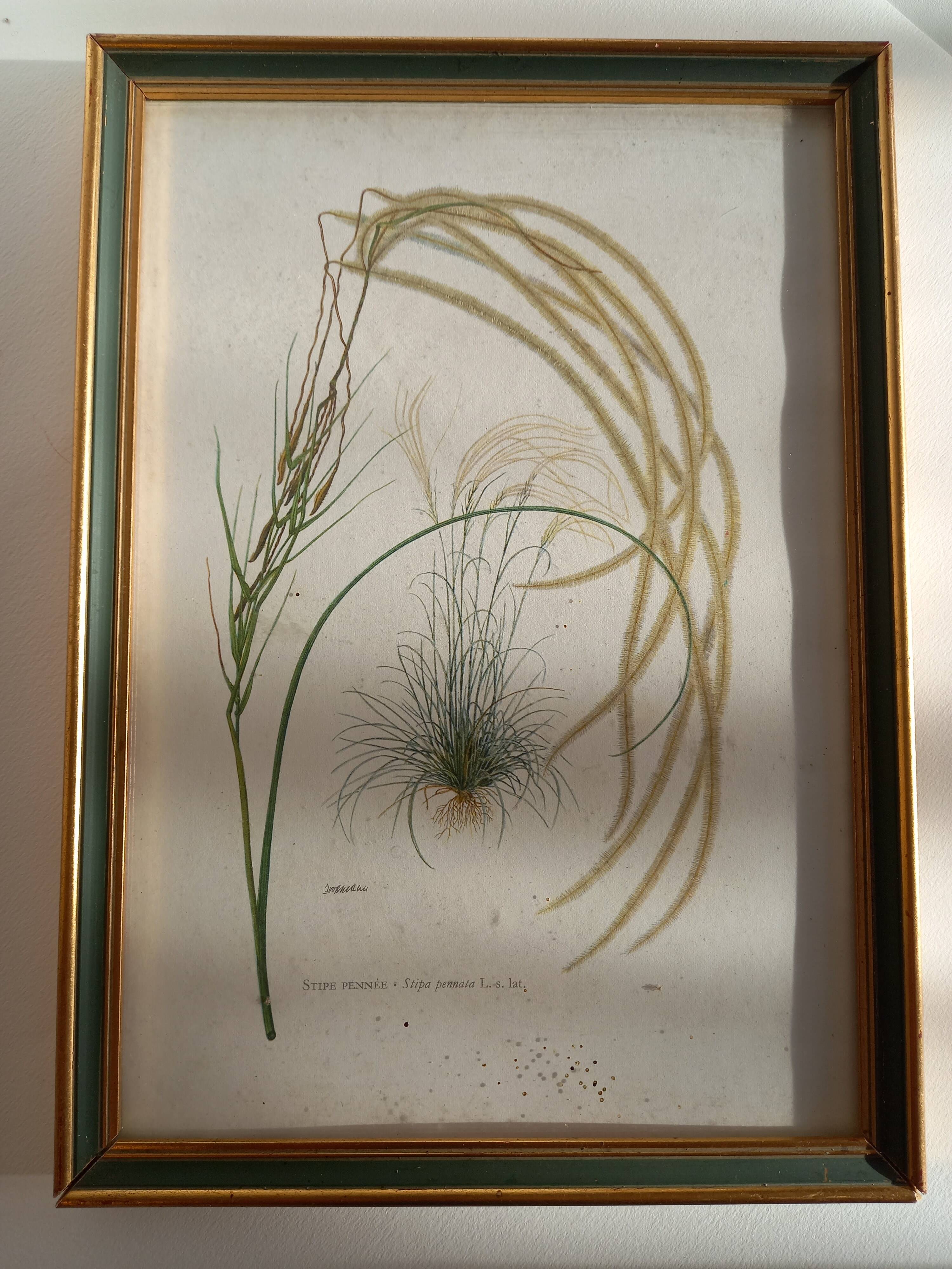 Two botanical drawings