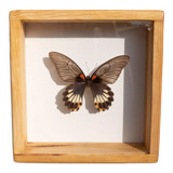 Papillon naturalisé