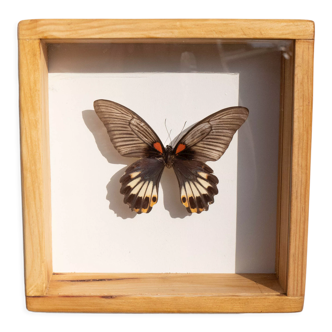 Papillon naturalisé