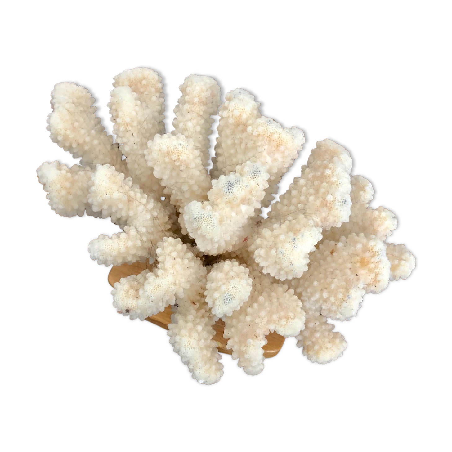 Cluster white coral