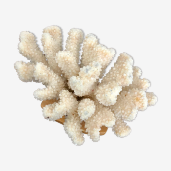 Corail blanc grappe