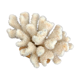 Cluster white coral