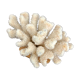 Corail blanc grappe