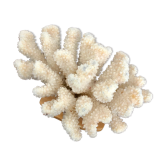 Cluster white coral