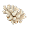 Cluster white coral