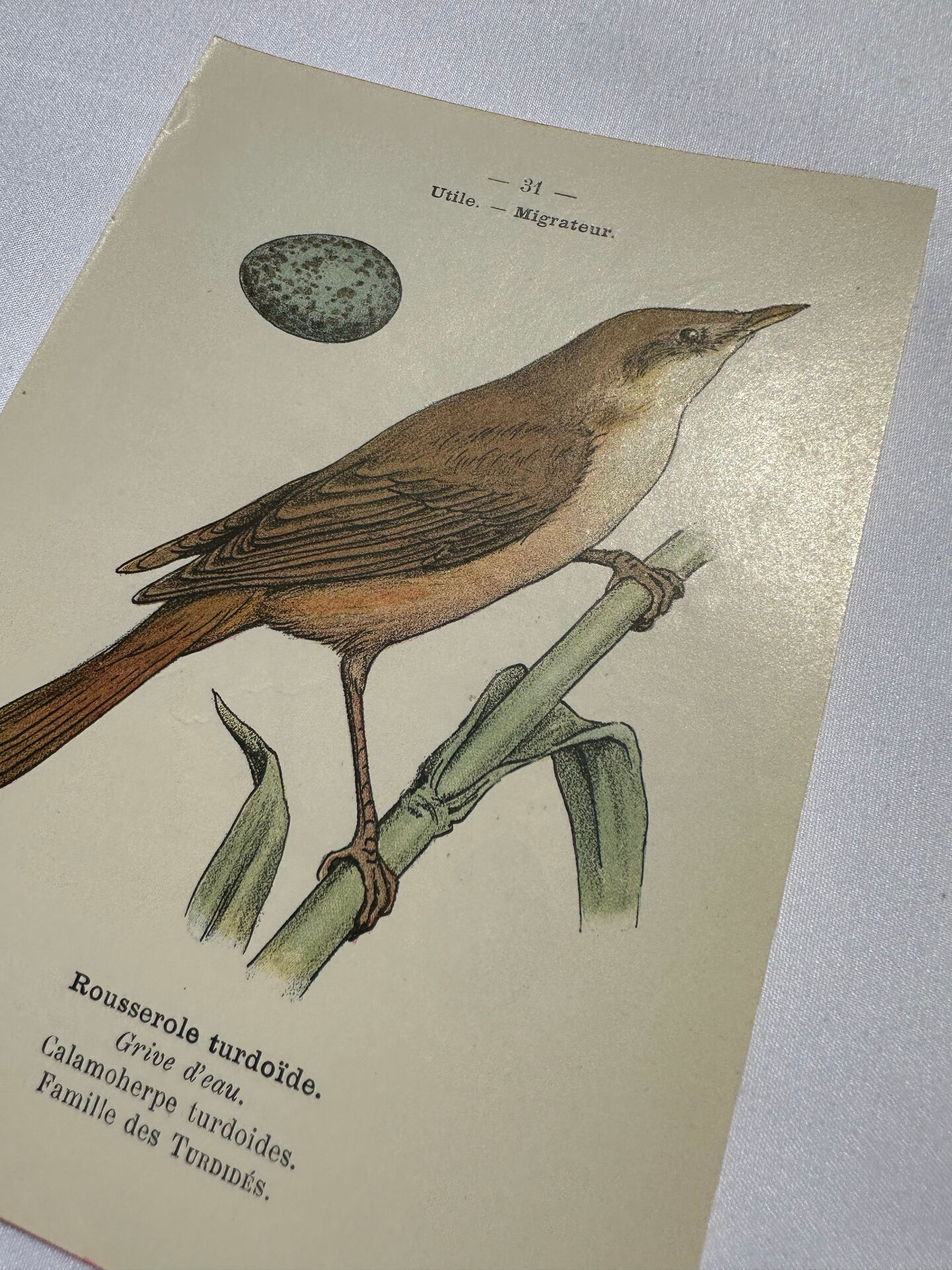 Planche Botanique Gravure oiseaux naturaliste  19eme recto verso  A