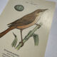 Planche Botanique Gravure oiseaux naturaliste  19eme recto verso  A