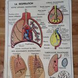 Affiche pédagogique Rossignol