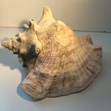 Ancient lambis strombe shell.