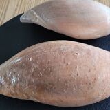 Set of 2 Cymbium Shells