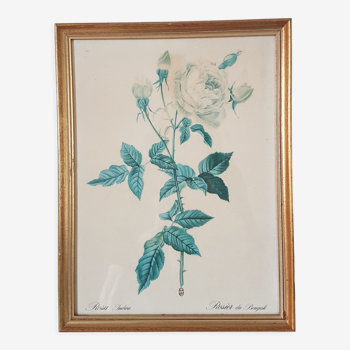 Framed botanical engraving