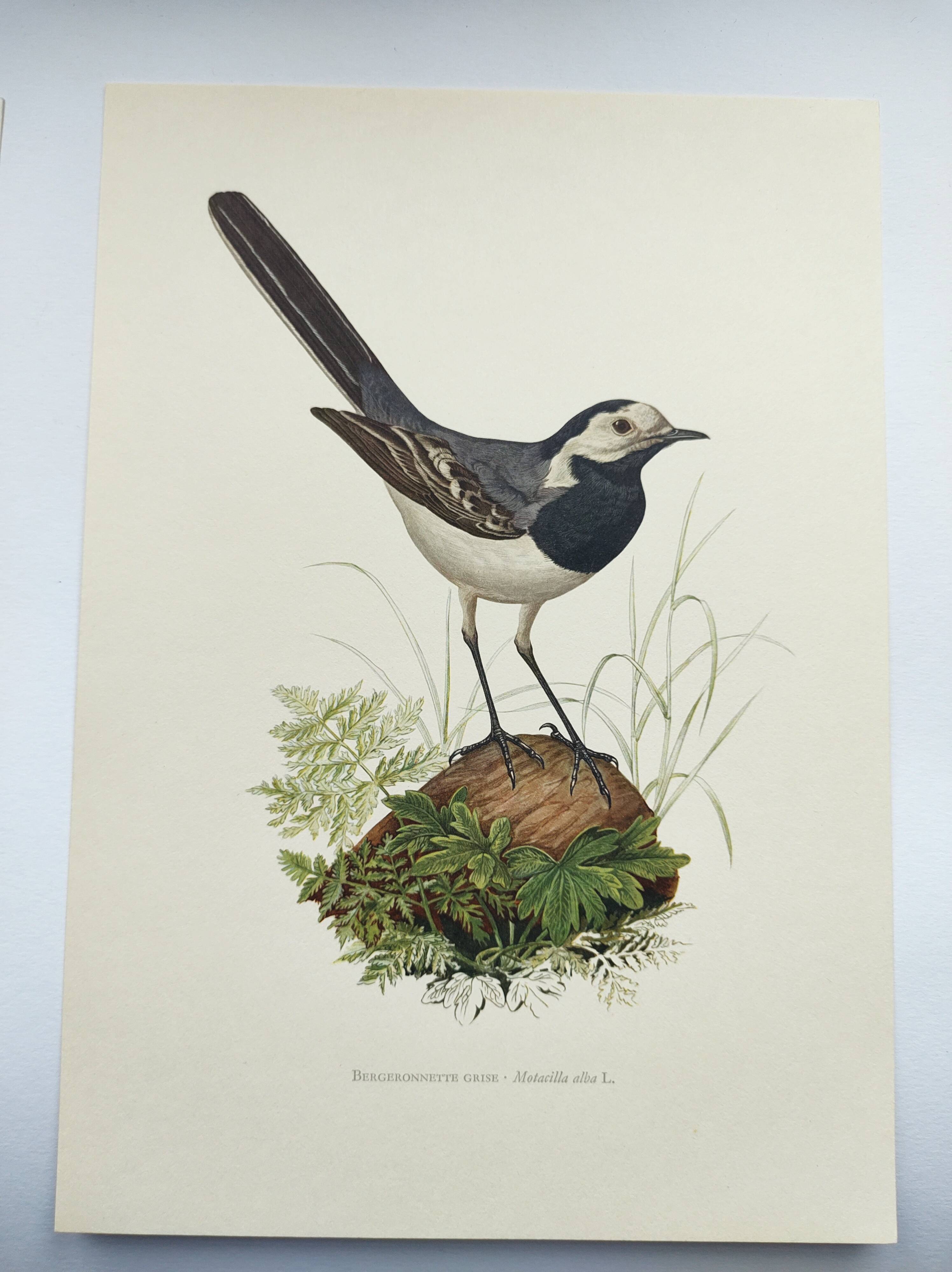Old bird board 1960s - Gray Wagtail - Zoological and ornithology illustration