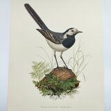 Old bird board 1960s - Gray Wagtail - Zoological and ornithology illustration