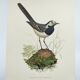 Old bird board 1960s - Gray Wagtail - Zoological and ornithology illustration