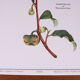 Set of 2 botanical planks