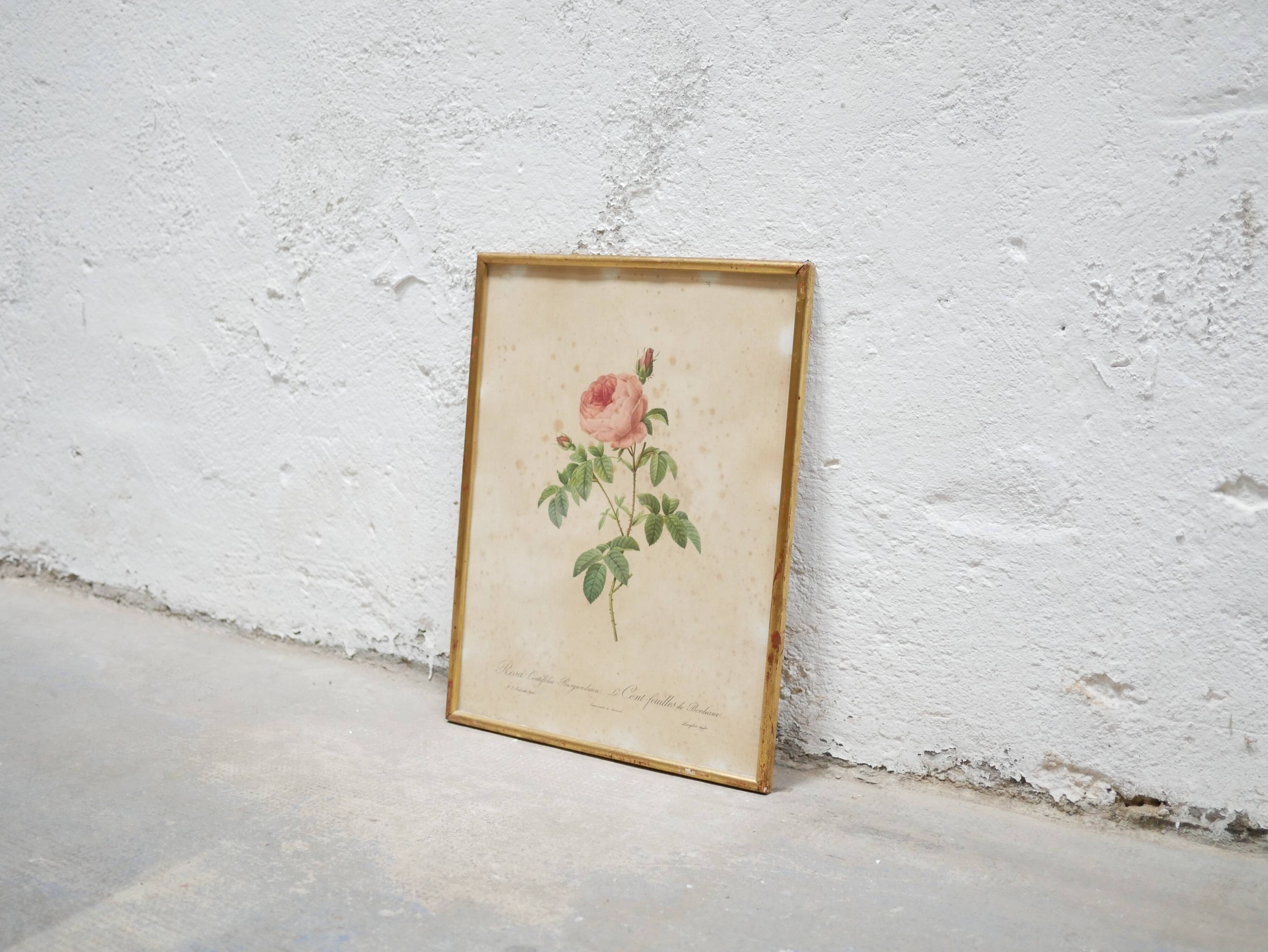 Vintage botanical poster Rosa Centifolia Burgundiaca by P.J.Redouté
