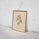 Vintage botanical poster Rosa Centifolia Burgundiaca by P.J.Redouté