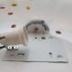 Murano glass wall sconce