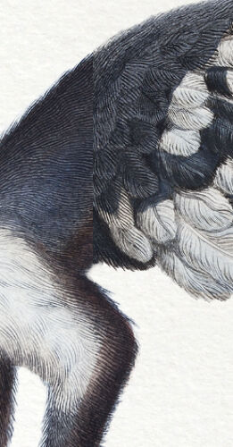 Lithographie gravure chimère animal - le sajoutruche