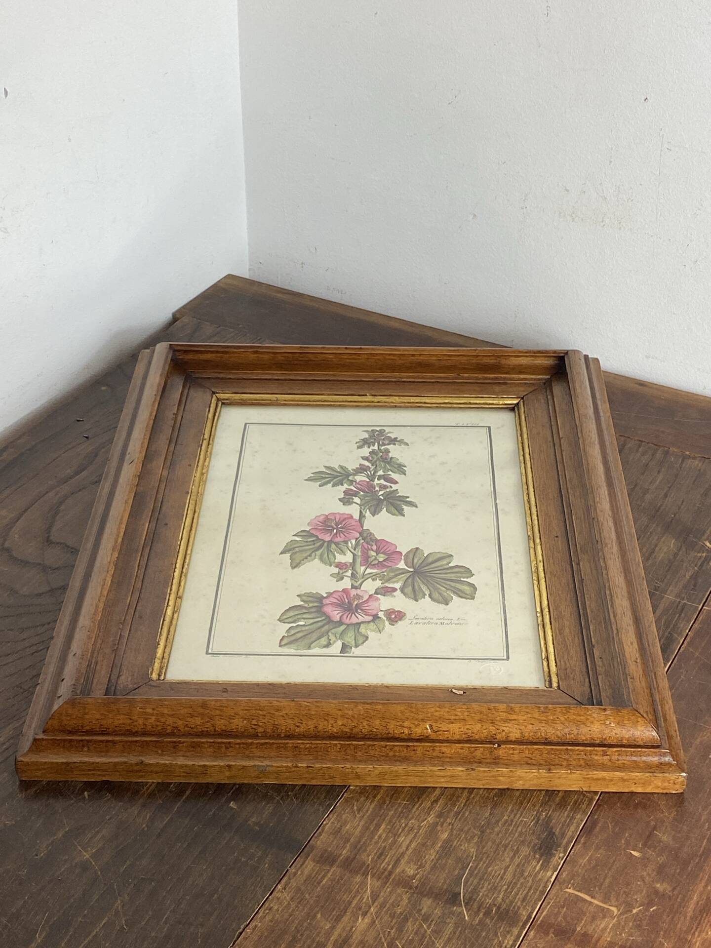 Botanical engraving of Lavatera Malvone