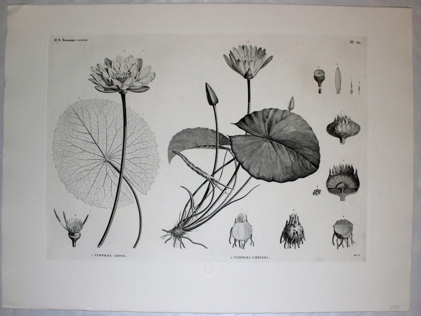 Gravure fleur - planche original de la "chalcographie du louvre" 1800 - lotus nymphæa