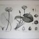 Gravure fleur - planche original de la "chalcographie du louvre" 1800 - lotus nymphæa