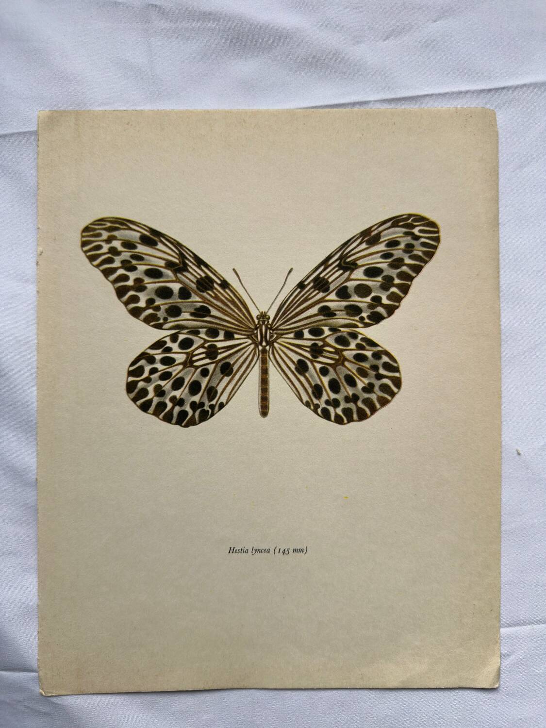Old butterfly engraving vintage botanical poster