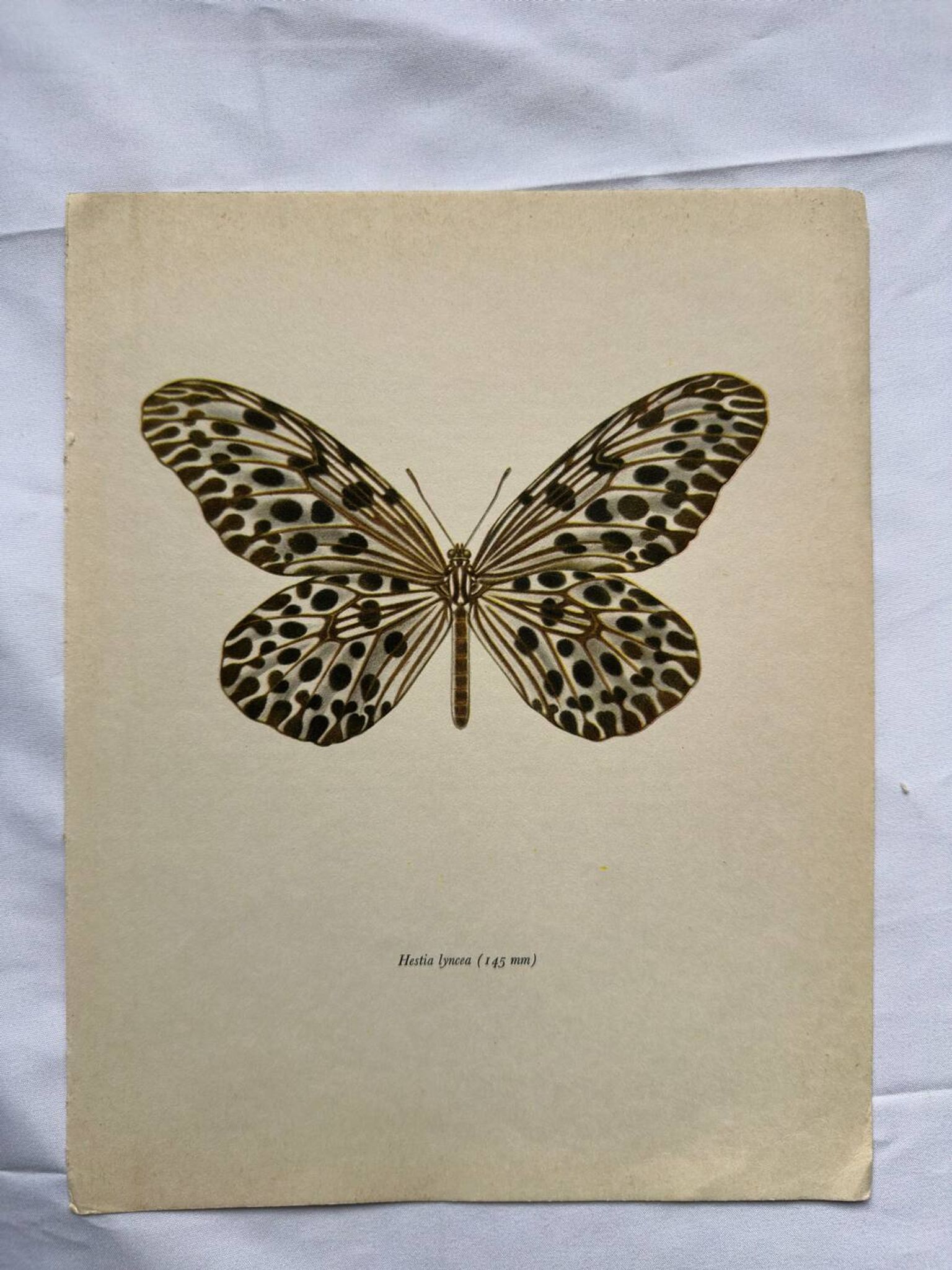 Gravure papillon ancienne déco vintage affiche botanique