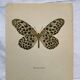 Old butterfly engraving vintage botanical poster