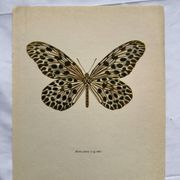 Gravure papillon ancienne déco vintage affiche botanique