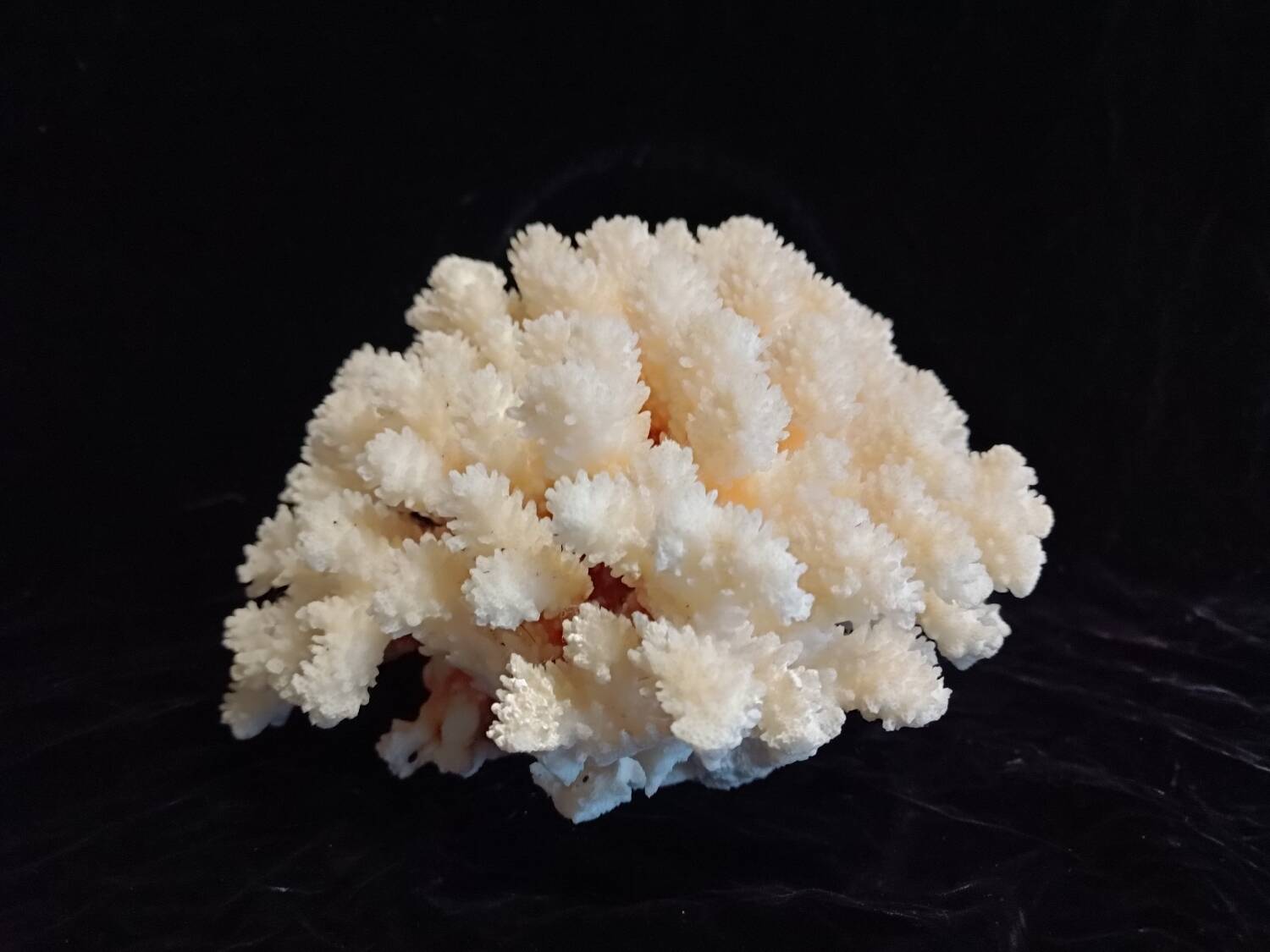 Ancient Coral