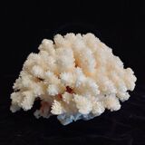 Ancient Coral