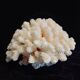 Ancient Coral