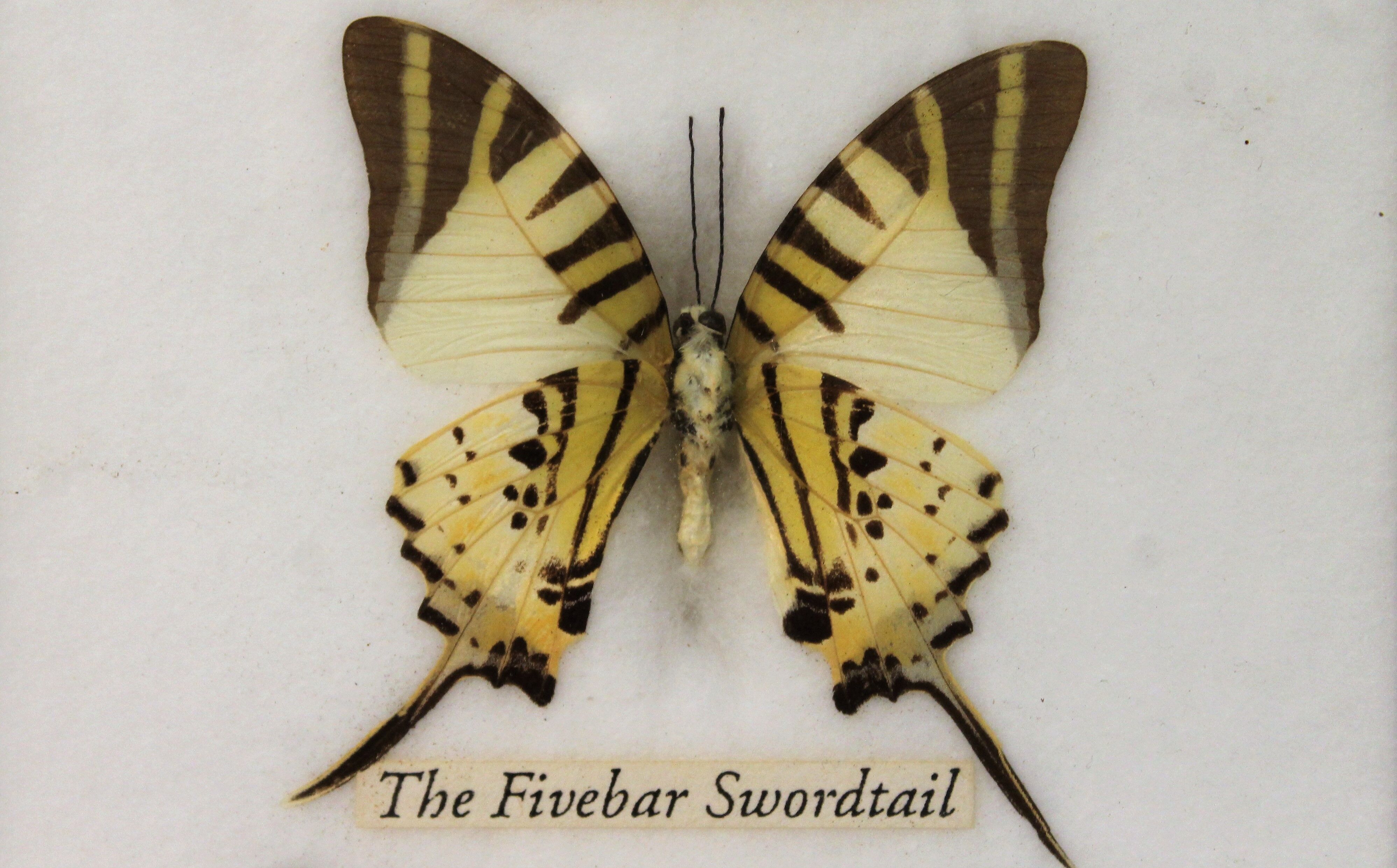 Frame butterfly  80s