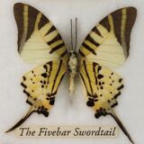 Frame butterfly  80s