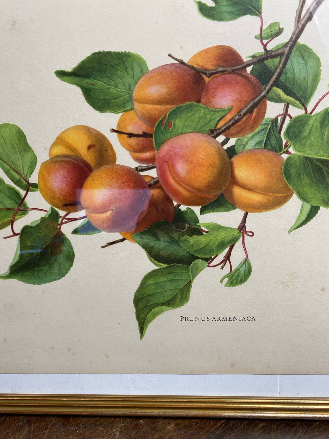 Affiche botanique, Prunus Armeniaca