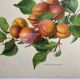 Affiche botanique, Prunus Armeniaca