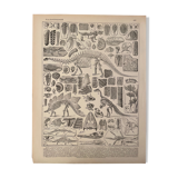 Lithograph engraving paleontology of 1897 (2)