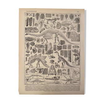 Lithographie gravure paléontologie de 1897 (2)